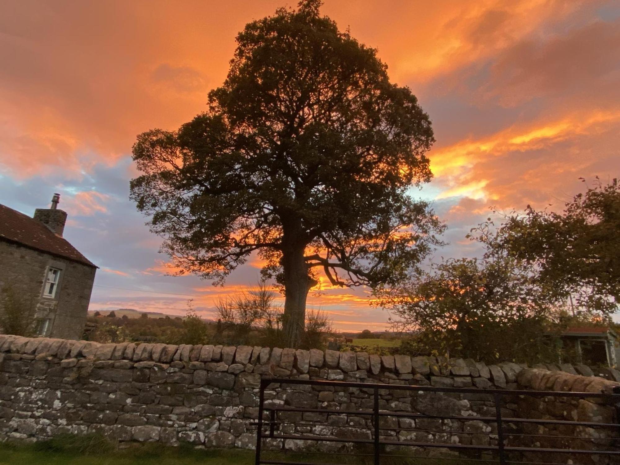 Wydon Farm Bed And Breakfast Haltwhistle Dış mekan fotoğraf